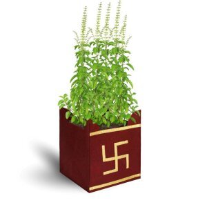 Tulsi Plant Grow Bag For Home Gardening