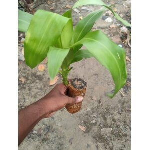 Brazilian Lucky Wood Mini Home Plant Decorations
