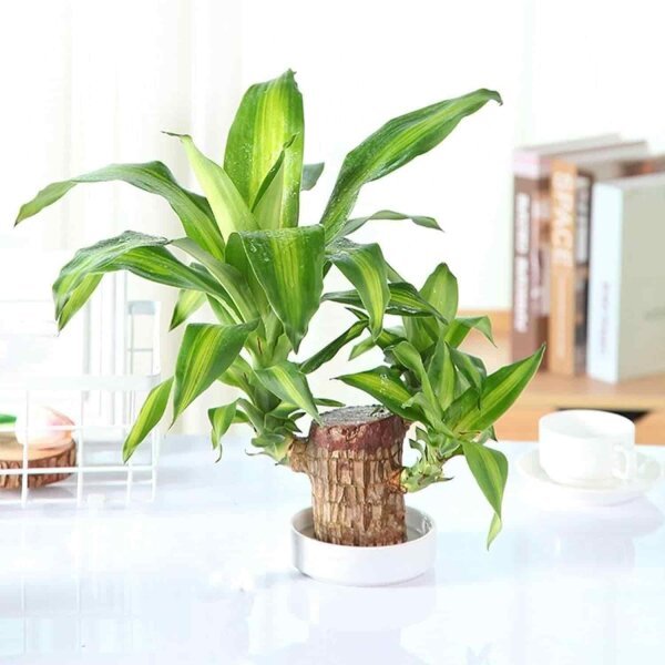 Brazilian Lucky Wood Mini Home Plant Decorations - Image 2