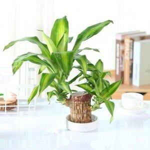 BD Brazilian Lucky Wood Mini Home Plant Decorations